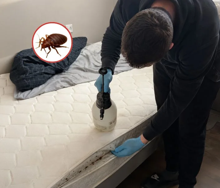 Technicien traitant un matelas contre les punaises de lit à Auvers-Saint-Georges